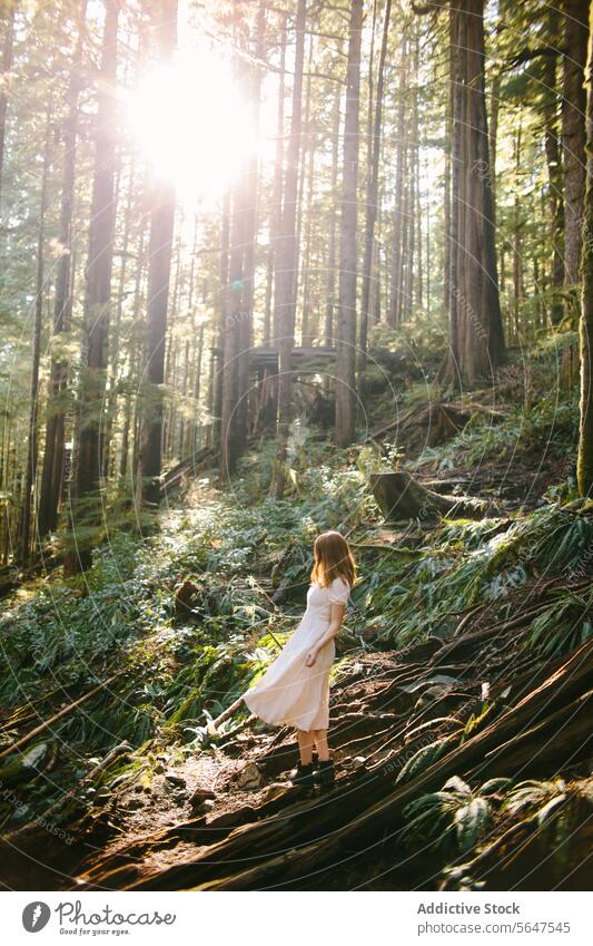 Junges Mädchen erkundet den sonnenbeschienenen Wald auf Avatar Grove, Vancouver Island Avatar-Hain Abenteuer Natur ruhig Sonnenlicht Erkundung Bäume Waldgebiet