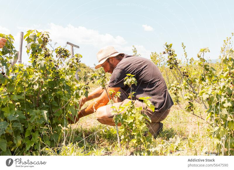 Agronom mit Vaccinium caesariense auf einer Bio-Plantage Mann Landwirt Blaubeeren Kommissionierung reif frisch Schonung Botaniker Pflanze Bauernhof