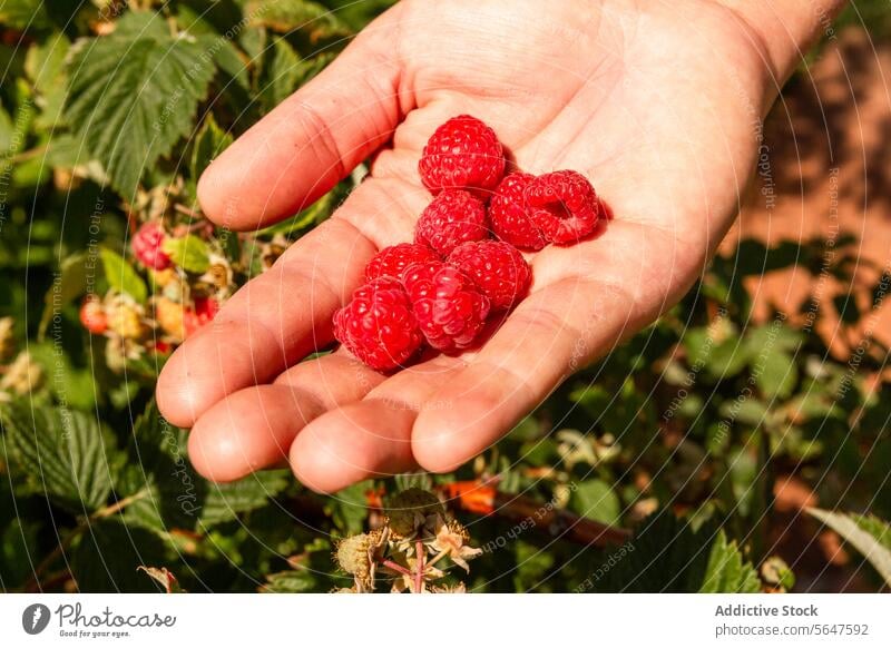 Anonymer Botaniker mit geernteter Beerenfrucht Hand Himbeeren Agronomin Ernte organisch Nahaufnahme rot unkenntlich Bauernhof Frucht sonnig Untersuchen frisch