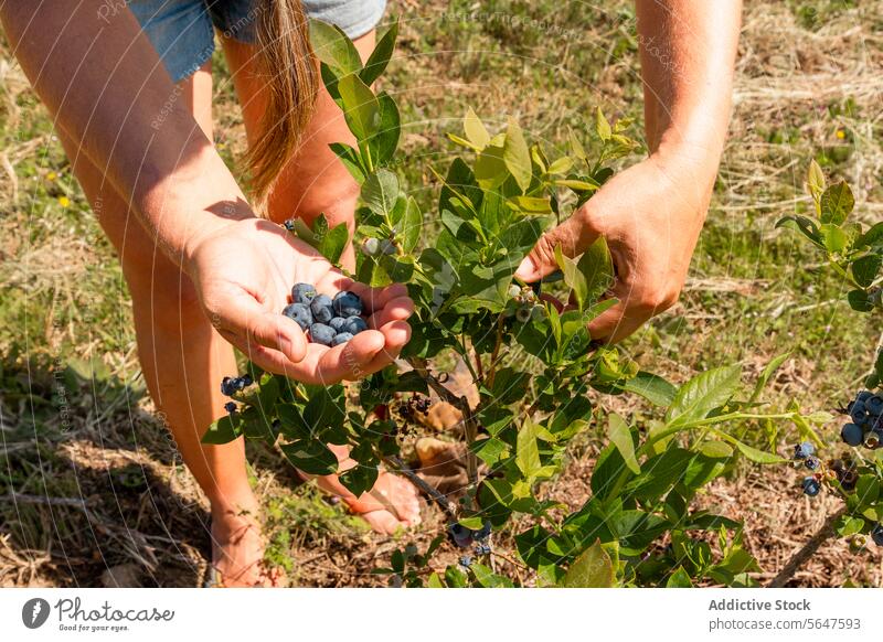 Botaniker mit Vaccinium caesariense in der Plantage Frau Landwirt Blaubeeren Kommissionierung anonym reif Hand Pflanze Bauernhof sonnig vaccinium caesariense