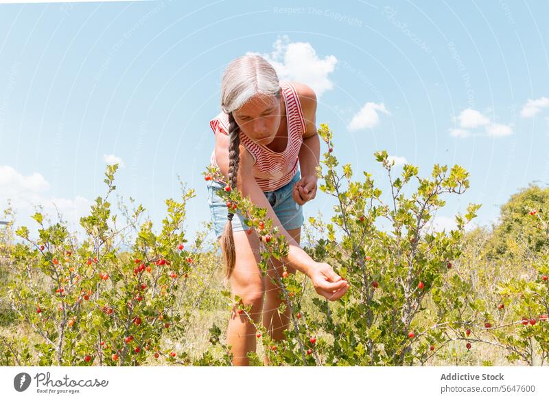 Botaniker mit Ribes rubrum in einer Bio-Plantage Frau Landwirt Johannisbeeren Kommissionierung Ernte reif Schonung Bauernhof Rippen rubrum Pflanze organisch