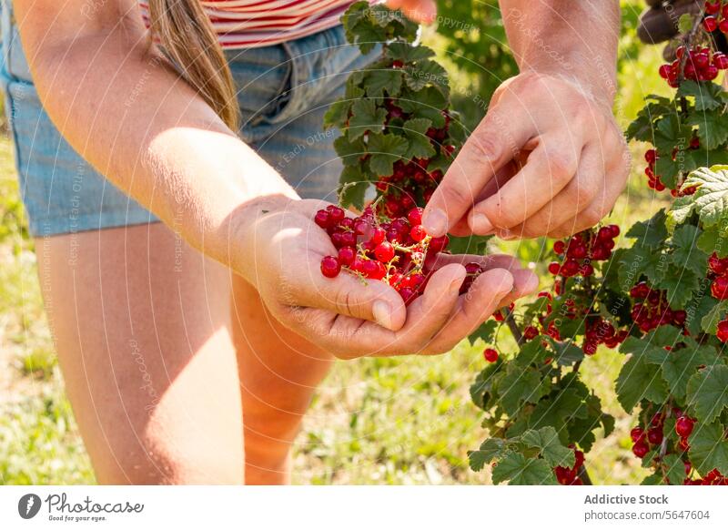 Pflanzenbotanikerin mit Ribes rubrum in einer Bio-Plantage Frau Landwirt Johannisbeeren Kommissionierung Ernte Botaniker reif Schonung Bauernhof Rippen rubrum