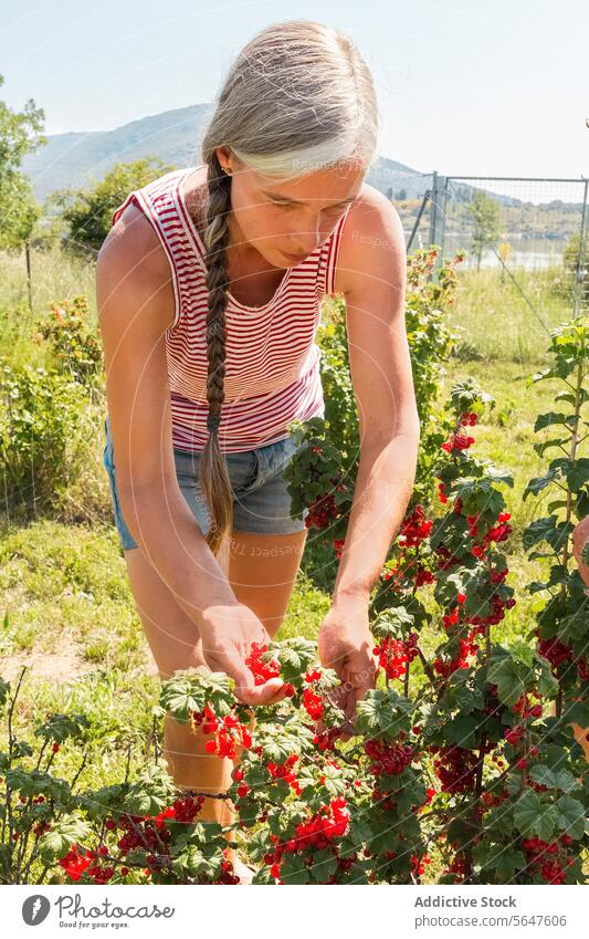 Botaniker mit Ribes rubrum in einer Bio-Plantage Frau Landwirt Johannisbeeren Kommissionierung Ernte reif Schonung Bauernhof Rippen rubrum Pflanze organisch