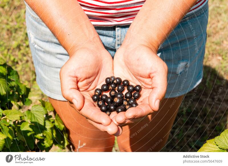Bäuerin mit frischem Ribes nigrum in den Händen Frau schwarze Johannisbeere Hand schalenförmig anonym Agronomin sonnig Bauernhof Landwirt Körperteil Frucht