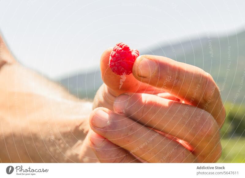 Anonymer Botaniker mit geernteter Beerenfrucht Hand Himbeeren Mann Agronomin Ernte organisch Nahaufnahme rot unkenntlich Bauernhof Frucht sonnig Untersuchen