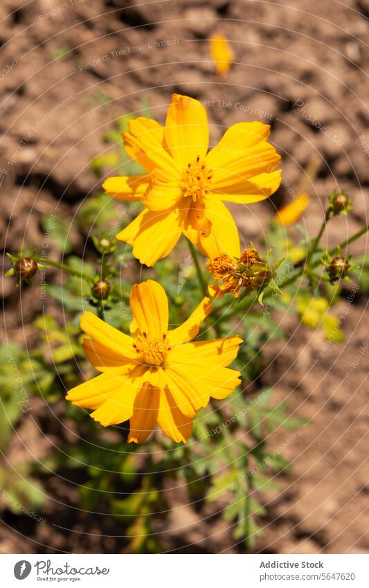 Gelbe Kosmosblüten auf dem Naturbauernhof Cosmos sulphureus gelb Überstrahlung organisch Bauernhof Nahaufnahme Schonung frisch Blume natürlich sonnig