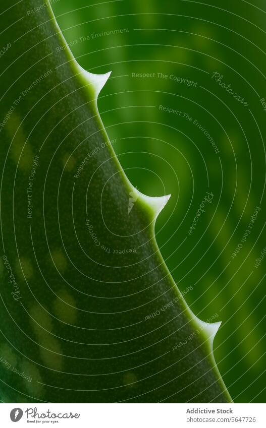 Aloe Vera Hintergrundbeleuchtung hintergrundbeleuchtet Gegensätze voller Rahmen grün Blatt Makro natürlich Natur Muster Pflanzen Selektiver Fokus Stacheln
