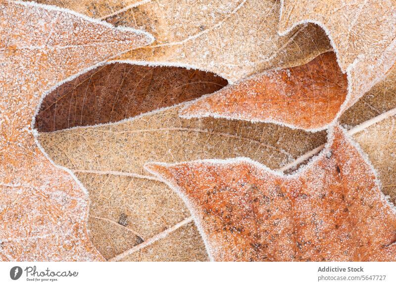 Frostbedeckte Herbstblätter Nahaufnahme Textur Blatt Natur saisonbedingt kalt Kanten kompliziert Detailaufnahme Winter natürlich braun frieren eisig Kristalle