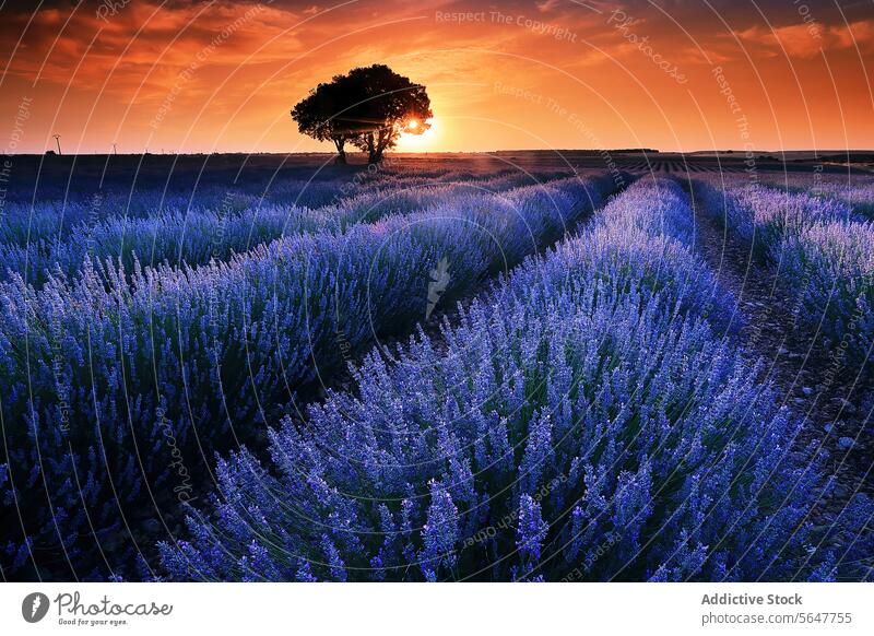 Ruhiges Lavendelfeld bei Sonnenuntergang mit einzelnem Baum Feld einsiedlerisch pulsierend Himmel ruhig Ansicht atemberaubend Natur Landschaft Ackerbau purpur