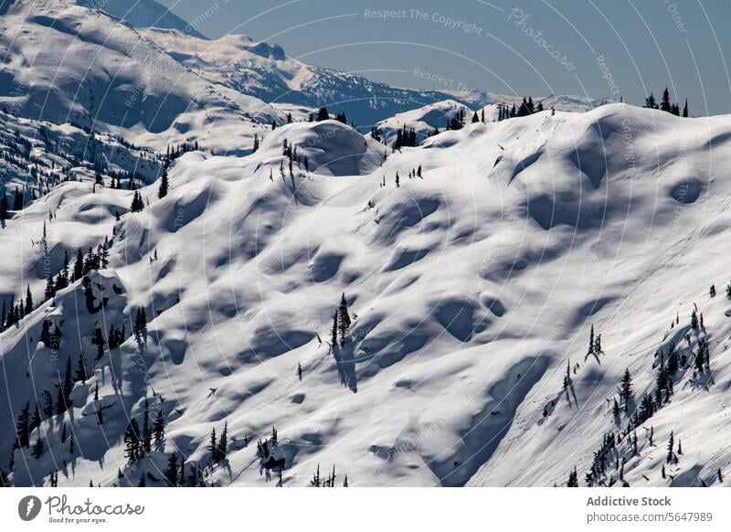 Panoramaaussicht auf schneebedeckte Berge Berge u. Gebirge massiv schön Kiefer Baum Klarer Himmel sonnig Winter malerisch Ansicht weiß Schnee majestätisch