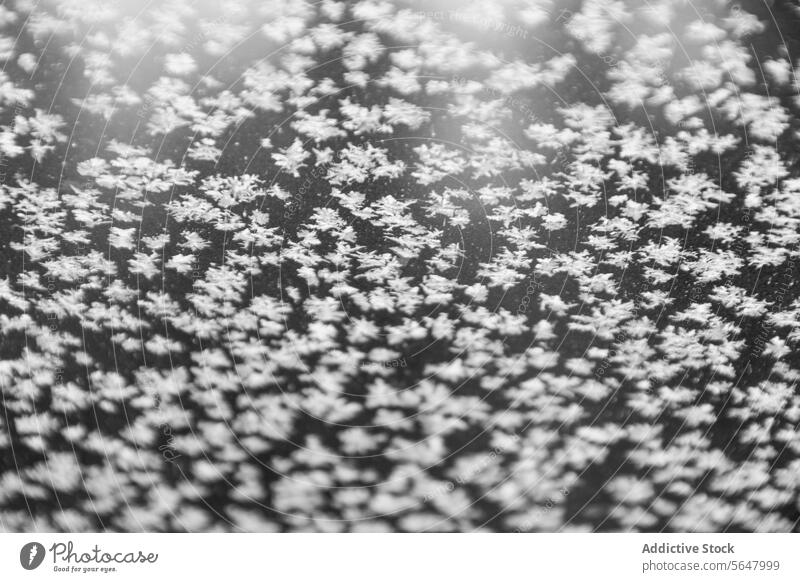 Nahaufnahme von Schneeflocken Schuppen Landschaft Winter voller Rahmen Natur Muster Kanada von oben Saison Klima kalt filigran zerbrechlich Eis gefroren Frost