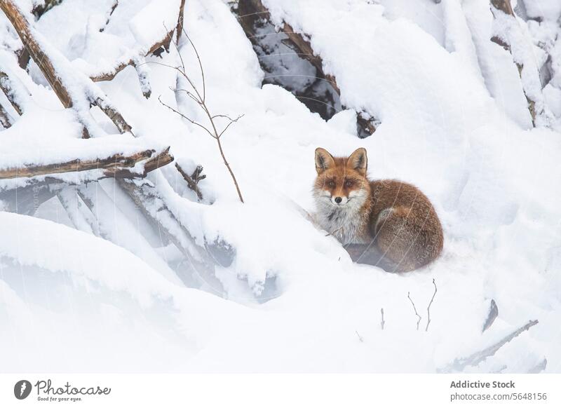 Gelockter Fuchs in alpiner Schweizer Winterlandschaft Schnee Alpen Tierwelt Natur Wildnis kalt gelockt Fell warm weiß Frost Bäume unverdorben im Freien