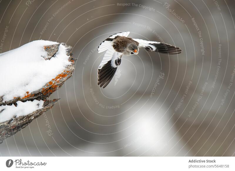 Alpensperling im Flug vor der Kulisse der Schweizer Alpen Vogel Spatz Schnee Natur Flügel Tierwelt Winter gefroren Ruhe im Freien alpin Umwelt Schneefall