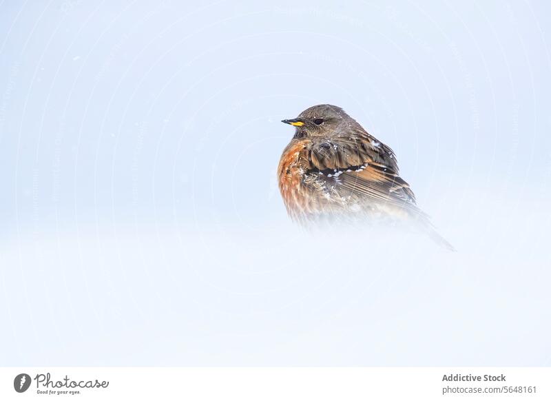Alpen-Akzentorvogel trotzt dem Schweizer Winterschnee Vogel Alpenbraunelle Schnee kalt Überleben Belastbarkeit Tierwelt Natur Einsamkeit Voraussetzung Wildnis