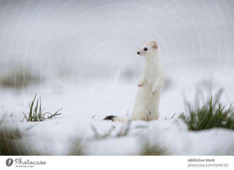 Hermelin in seinem Wintermantel im Schweizer Schnee stehend Alpen Tierwelt Natur weiß Mantel neugierig Säugetier Stehen Blick im Freien Tarnung kalt