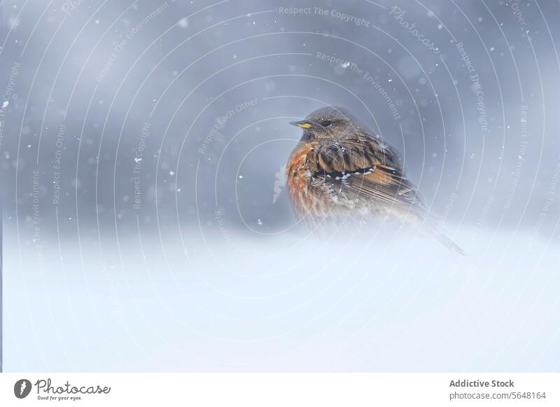 Einsame Alpenbraunelle trotzt einer verschneiten Schweizer Alpenszene Vogel Schnee Natur Winter Belastbarkeit Stille Tierwelt Ruhe Einsamkeit kalt Wetter sanft