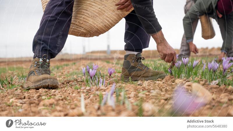 Landwirte bei der traditionellen Safranernte in ländlicher Umgebung Ernte Krokusse Arbeiter Feld Gewürz handverlesen filigran Blume Ackerbau Landwirtschaft