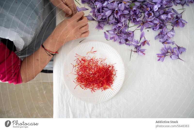 Ernte von Safran aus violetten Krokusblüten Krokusse Blume Stigmatisierung Gewürz Bodenbearbeitung purpur Person Hand Teller weiß landwirtschaftlich Wehen