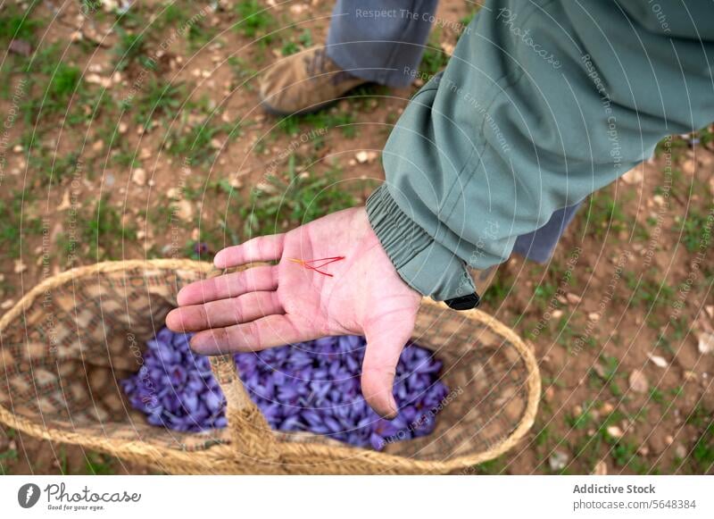 Bauer pflückt Safranblüten während der Erntezeit auf dem Land von Hand Blume Kommissionierung Korb Weide traditionell ländlich Ackerbau Bodenbearbeitung