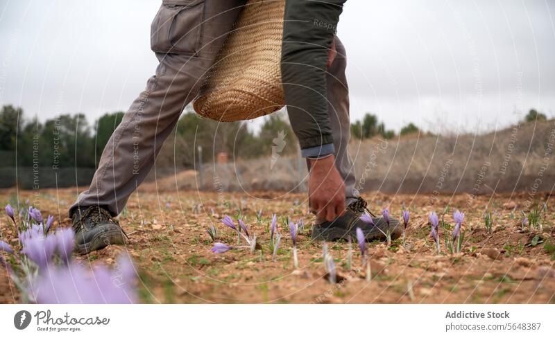 Landwirt bei der Ernte von kostbarem Safran auf einem ländlichen Feld Blume Ackerbau Kommissionierung Bodenbearbeitung Wehen manuell Gewürz wertvoll purpur