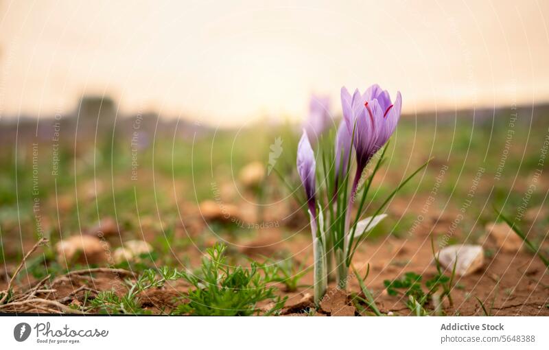 Im Morgenlicht blühende Safrankrokusblüten Krokusse Blume Blütezeit Ernte Saison purpur Licht Morgendämmerung filigran Pflanze Ackerbau Feld Boden Erde