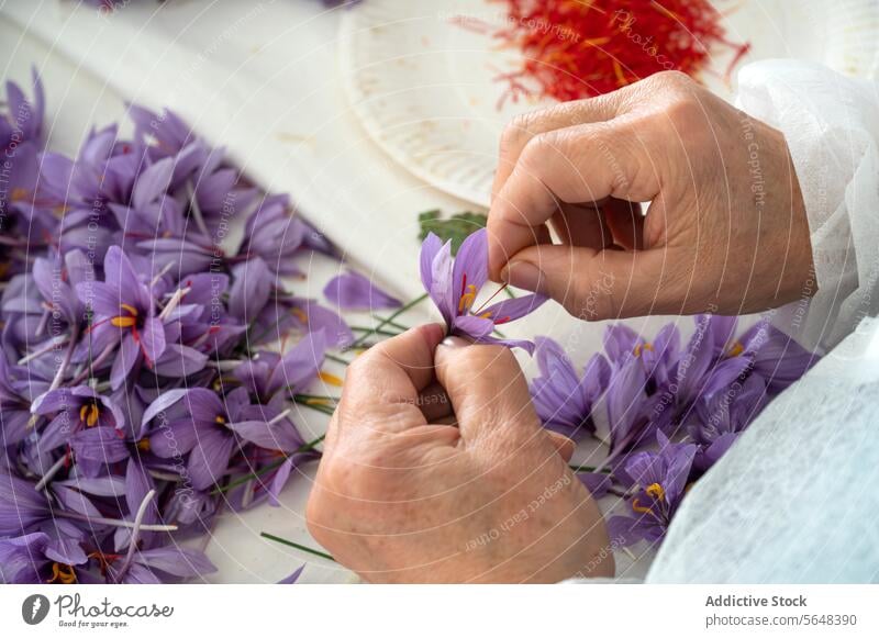 Safran aus lebendigen Krokusblüten ernten Ernte Krokusse Blume Gewürz Faser Hand purpur rot Kommissionierung filigran traditionell Bodenbearbeitung Ackerbau