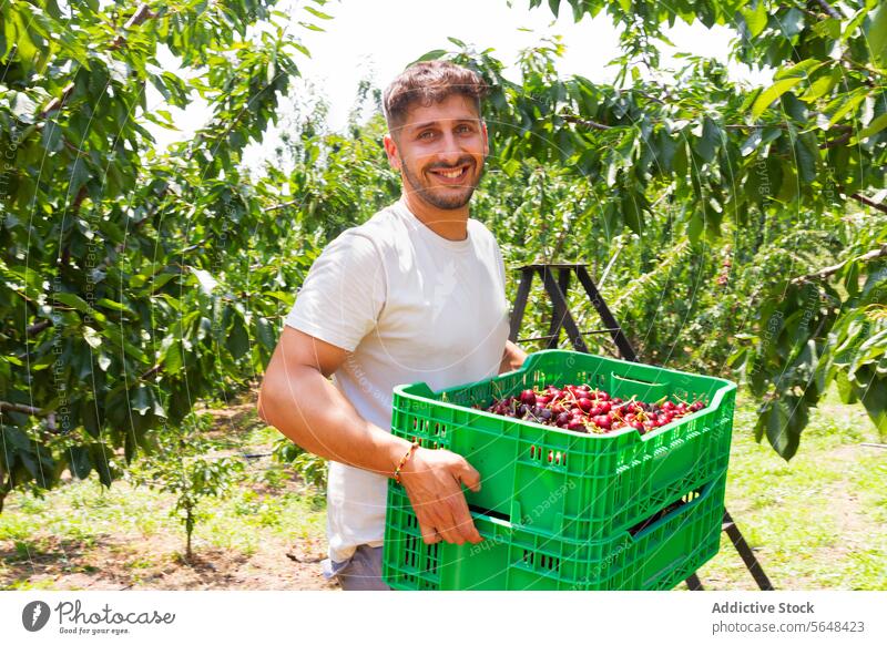 Glücklicher Mann mit Beerenfrüchten in Behältern Agronomin Kiste Kirsche Lächeln Porträt tragen grün Kunststoff satt frisch Ernte Obstgarten sonnig Frucht