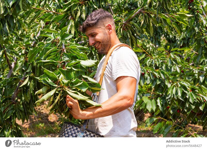 Landwirt bei der Ernte auf einer Plantage im Sommer Mann Agronomin Ast Korb Kommissionierung Kirsche Frucht Baum sonnig Weide Beteiligung organisch Obstgarten