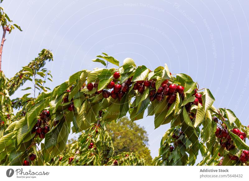Obstbaum im Obstgarten im Frühling Kirsche Frucht Ast Blatt Haufen rot grün Schonung organisch sonnig frisch wachsend Baum Saison Natur Ackerbau Beeren Pflanze