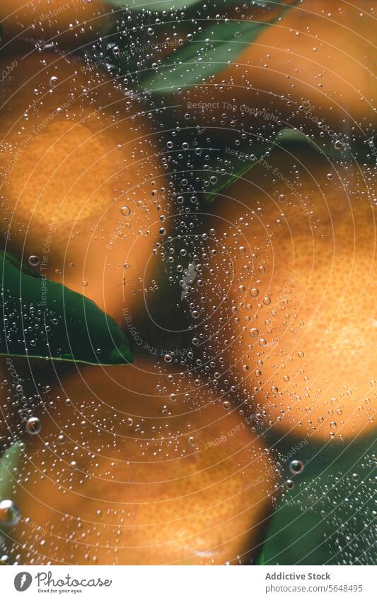 Frische Zitrusfrüchte hinter Wassertropfen. orange Nahaufnahme Frucht Blatt vergrößert Verzerrung pulsierend abstrakt erfrischend Blasen übersichtlich Makro