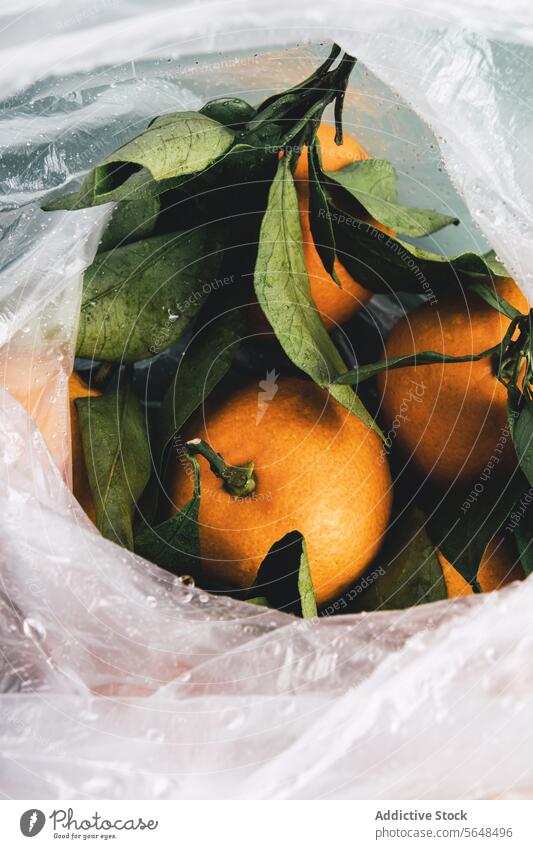 Frische Orangen in einer Plastiktüte mit taufrischen Blättern orange Kunststoff Tasche Blatt Feuchtigkeit Tau Nahaufnahme Frucht Zitrusfrüchte gepflückt