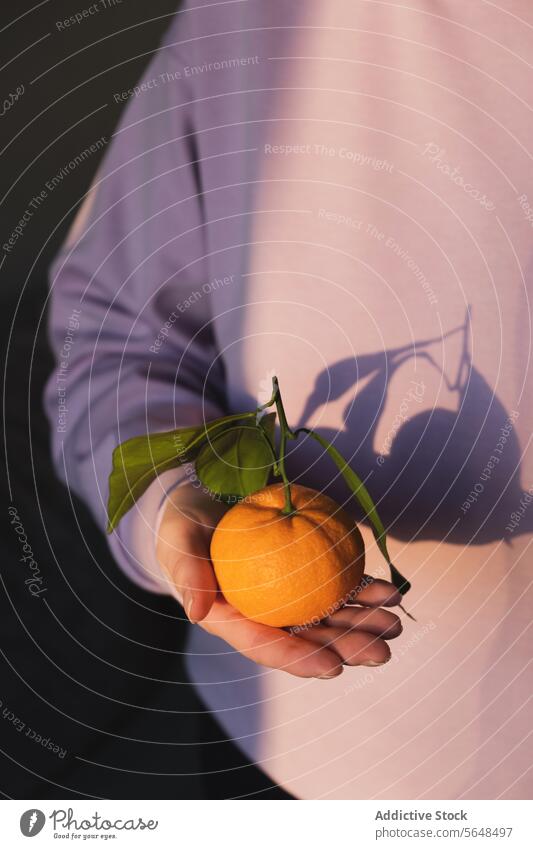 Frisches Orange mit Schatten auf lila Hintergrund Person Hand orange Frucht Blatt purpur Gesundheit frisch Zitrusfrüchte natürlich Vitamin Lebensmittel Snack
