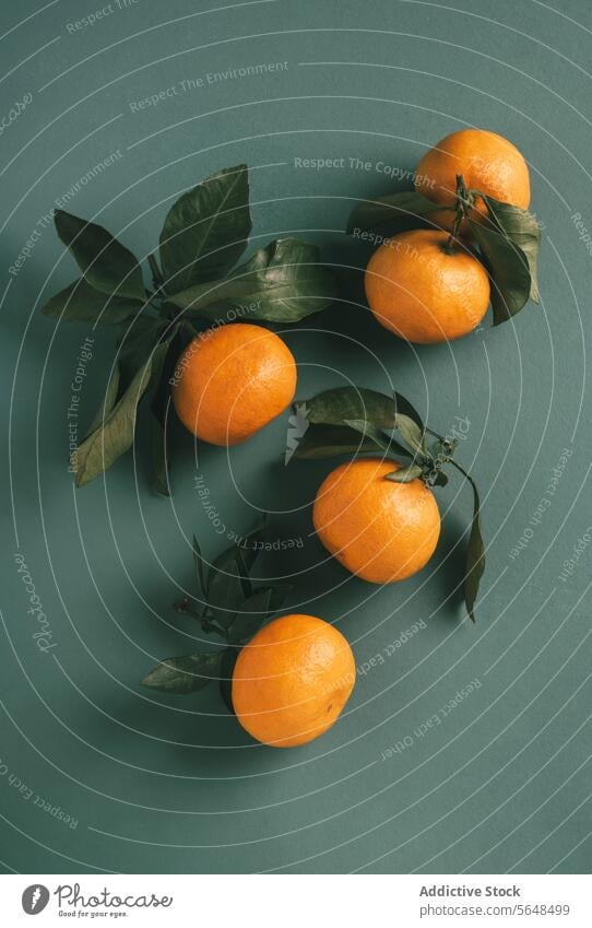 Orangen mit Blättern auf kühlem Hintergrund Mandarine Blatt Zitrusfrüchte Frucht Ordnung grau Windstille frisch cool Stillleben natürlich organisch diätetisch