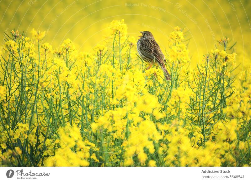 Eine Grauammer sitzt inmitten von leuchtend gelben Rapsblüten Vogel Ölraps Blume Feld Natur Tierwelt gehockt Frühling Blütezeit Ackerbau Ernte Pflanze