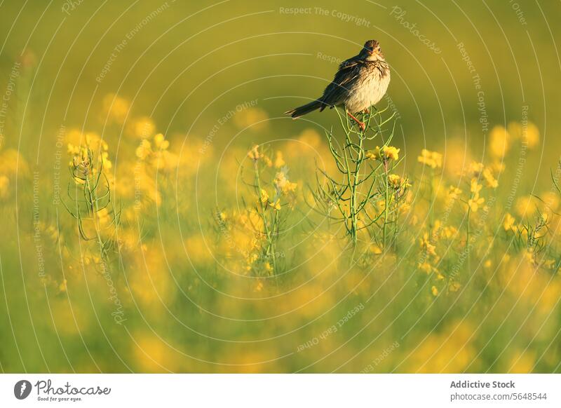 Eine Grauammer sitzt inmitten von leuchtend gelben Rapsblüten Vogel Ölraps Blume Feld Natur Tierwelt gehockt Frühling Blütezeit Ackerbau Ernte Pflanze