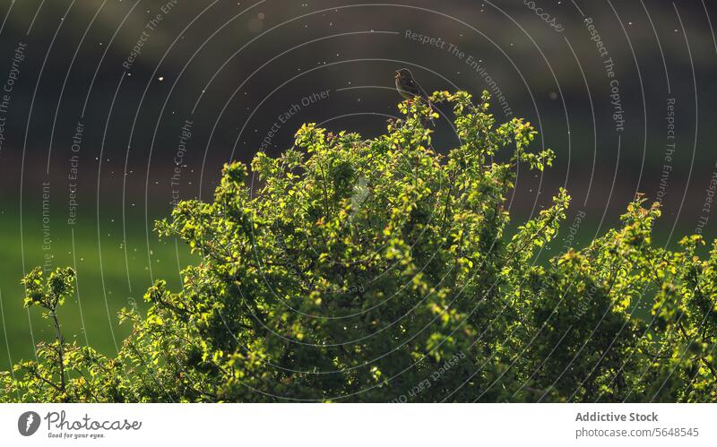 Eine Grauammer singt auf einem sonnenbeschienenen Weißdornzweig in einem Waldgebiet Vogel Gesang Weissdorn Ast Sonnenlicht Natur Tierwelt Grün Holz Singvogel