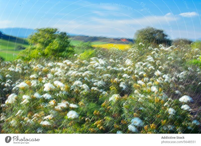 Abstrakte verschwommene weiße Blumen in einem lebendigen Feld abstrakt Unschärfe Natur im Freien Bewegung pulsierend farbenfroh Landschaft Flora Impressionist