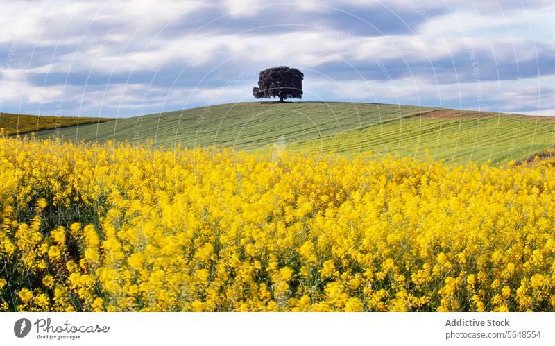 Solitärbaum auf einem blühenden Rapsfeld unter bewölktem Himmel Baum Feld Cloud Hügel Landschaft Natur gelb Blütezeit Flora Ackerbau Landwirtschaft Ernte