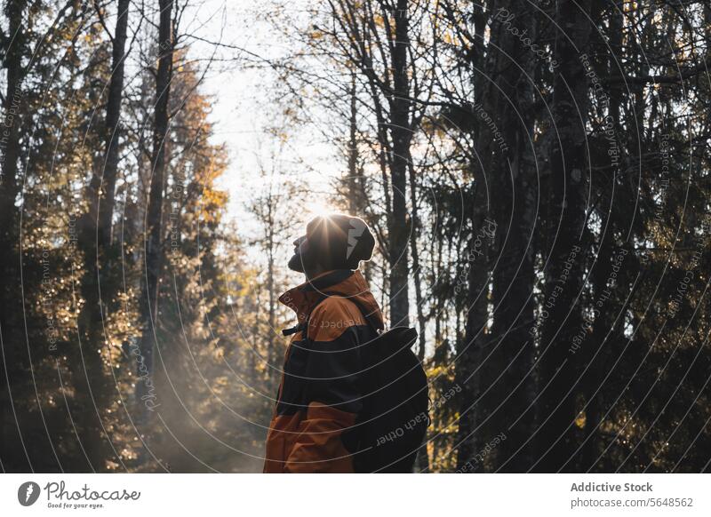 Anonymer Forscher im Herbstwald an einem sonnigen Tag Mann Wald Reisender erkunden national Park Natur Wälder Abenteuer jung männlich hoch Baum Tourismus