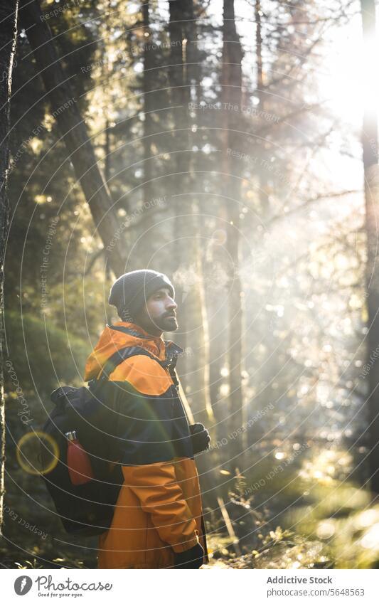 Anonymer Forscher im Herbstwald an einem sonnigen Tag Mann Wald Reisender Sonnenuntergang erkunden national Park Natur Wälder Abenteuer jung männlich hoch Baum