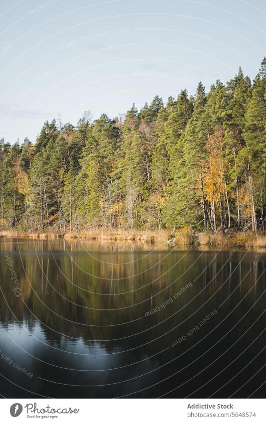Ruhiger See im Herbstwald mit hohem Baum im Stockholmer Nationalpark Wald Park Natur Kiefer nadelhaltig Sonnenstrahlen Wälder malerisch Landschaft Waldgebiet