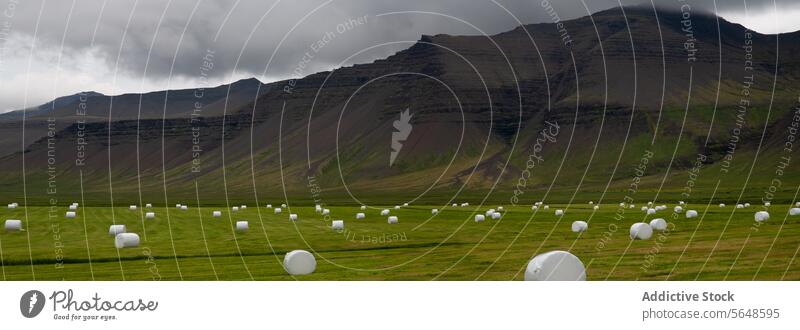 Ein mit Heuballen übersätes Feld, eingewickelt in weißes Plastik, vor einem geschichteten Berg unter einem düsteren isländischen Himmel Island Ballen