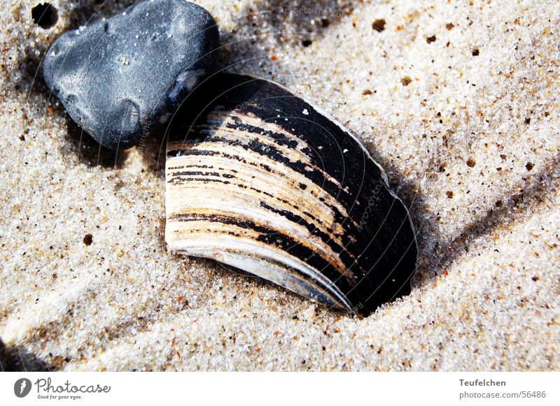 Strandmuschel Muschel Kies Meer Ebbe Winter Sand Stein Erde Wasser Nordsee Dänemark Flut Sonne
