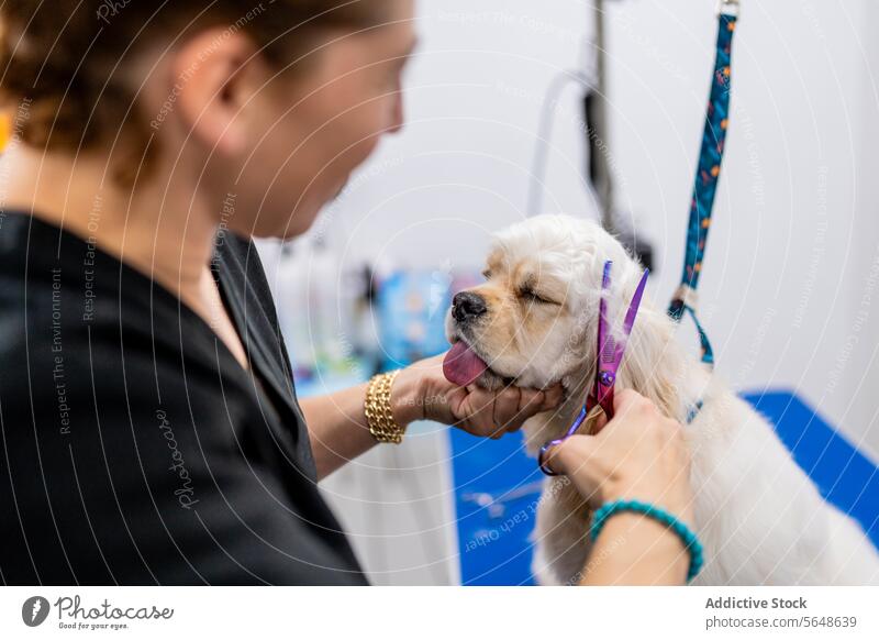 Unerkennbare weibliche Hundefrisörin schneidet American Cocker Spaniel Haare im Friseursalon Frau Pflege Salon Schere geschnitten Haustier Behaarung