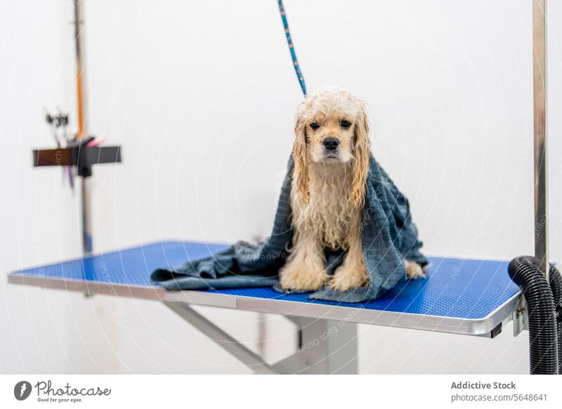 Niedlicher nasser amerikanischer Cockerspaniel sitzt auf blauem Tisch mit Handtuch im Pflegesalon Hund Salon Haustier Fussel Tier gehorsam heimisch Amerikaner