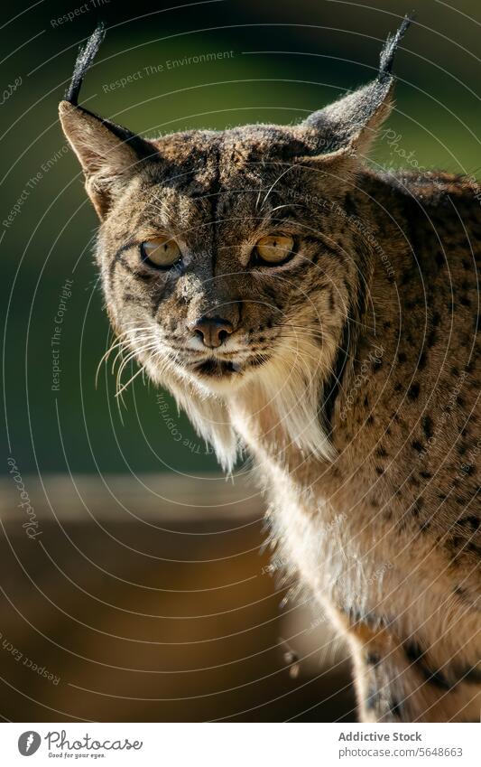 Fokus Iberischer Luchs schaut in die Kamera im unscharfen Hintergrund iberisch Nahaufnahme Gesicht Auge Ohrbüschel gelb Tierwelt Natur Raubtier katzenhaft