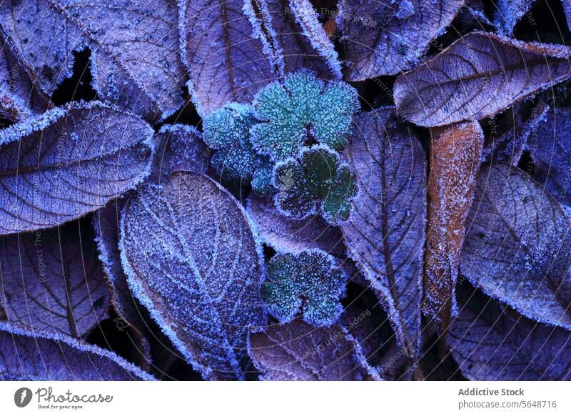 Frostige Blätter Textur in kalten Wintertönen Natur eisig blau purpur Morgen Nahaufnahme Laubwerk gefroren Saison Kälte natürlich Detailaufnahme Flora frostig