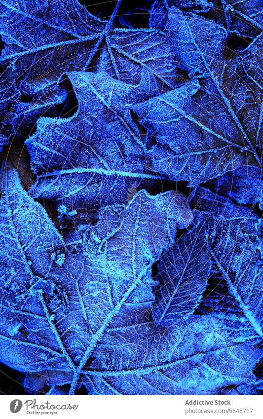 Frostige Blätter mit filigranen Eismustern in Blau Blatt Muster blau Natur Nahaufnahme Winter kalt Textur Hintergrund Pflanze natürlich Saison kühl