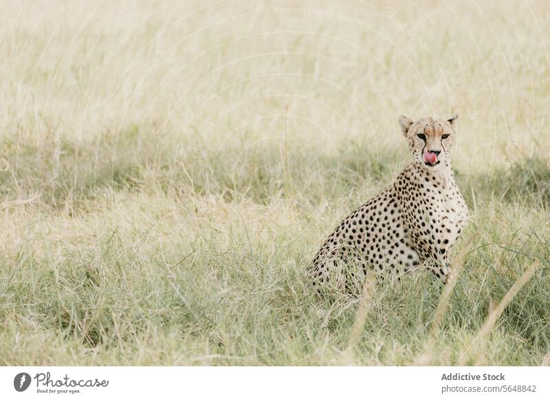 Gepard beim Ausruhen im Grasland von Kenia, Afrika Tierwelt Natur Raubtier Flecken katzenhaft Raubkatze aussruhen einsiedlerisch natürlicher Lebensraum Savanne
