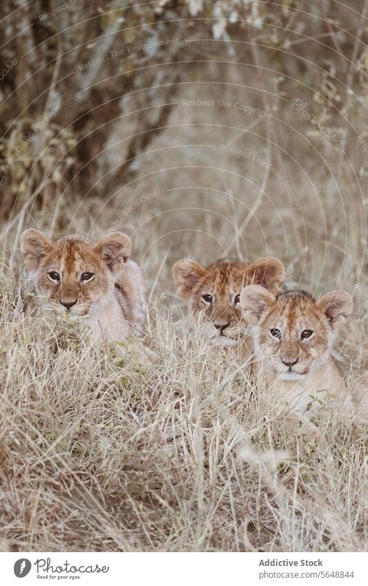 Bezaubernde Löwenjunge ruhen sich in der kenianischen Wildnis aus Jungtier Kenia Afrika Tierwelt Savanne Gras aussruhen Starrer Blick bezaubernd wild katzenhaft